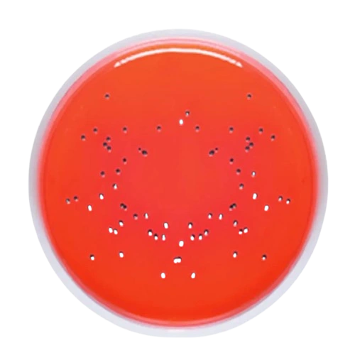 45567-xylose-lysine deoxycholate