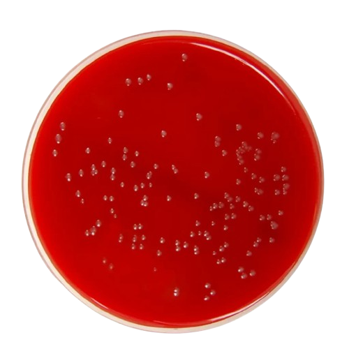 34848-blood mueller hinton agar​