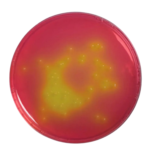 63666-mannitol salt agar