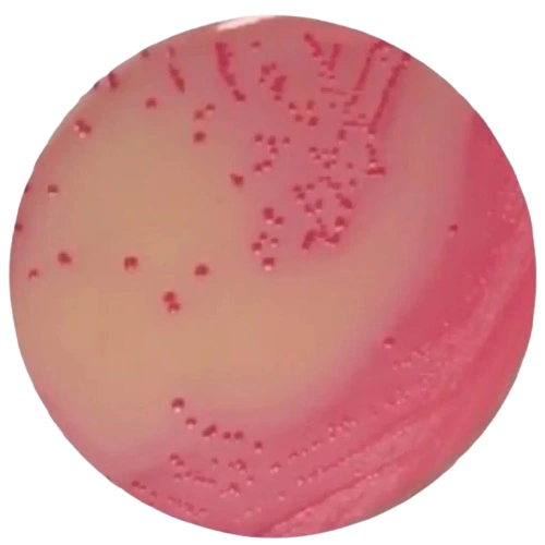 64359-macconkey-agar-with-bile-salt